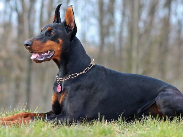 The Dobermann (/ËˆdoÊŠbÉ™rmÉ™n/; German pronunciation: [ËˆdoËbÉman]), or Doberman Pinscher in the United States and Canada, is a med...